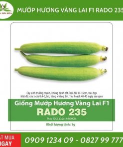 Hat Giong Muop Huong Vang
