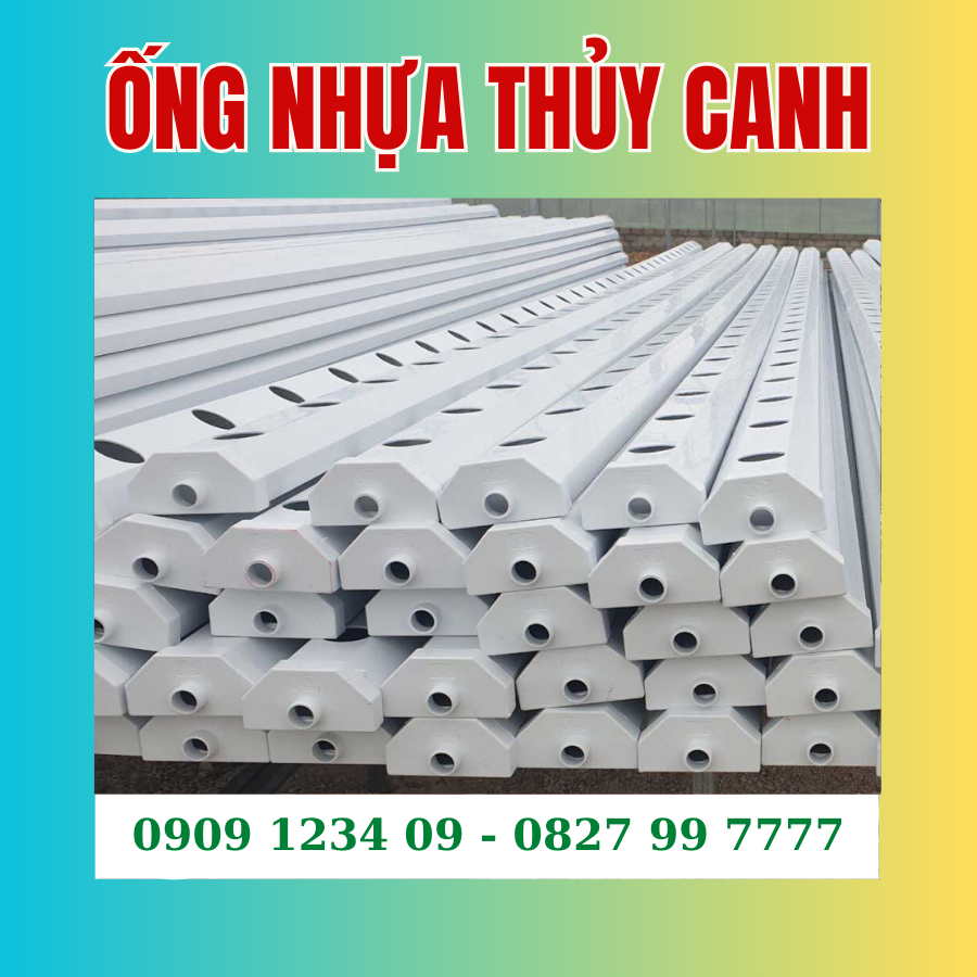 Ong Thuy Canh (1)