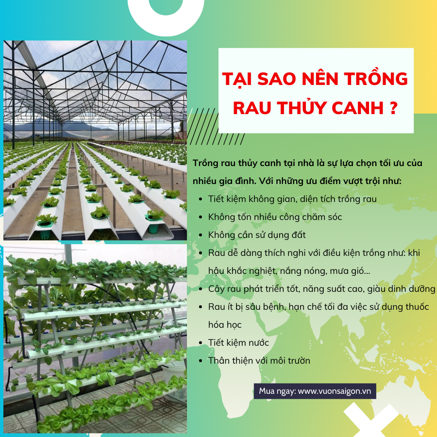 Ong Thuy Canh