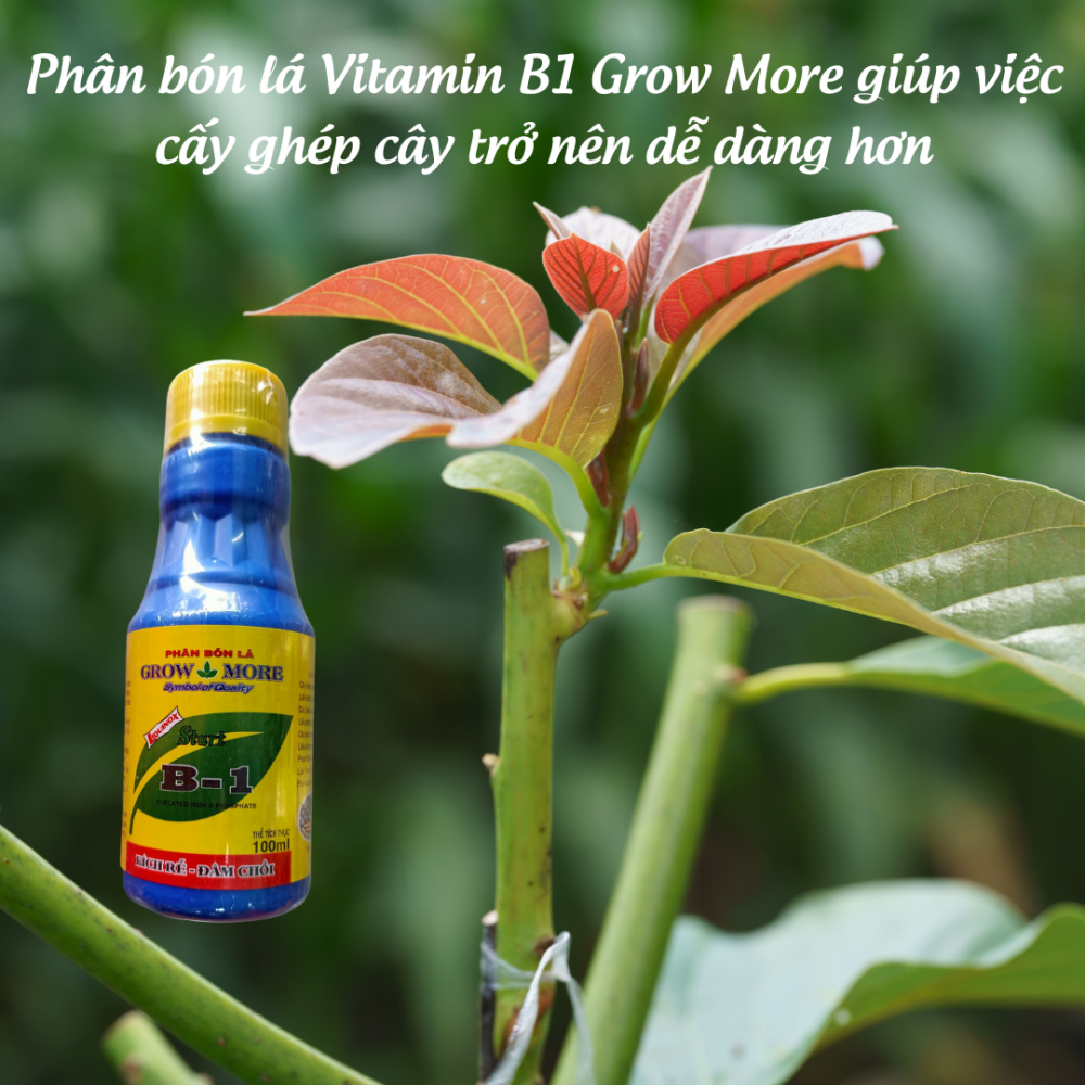 Phan Bon La Start Vitamin B1 Grow More (1)