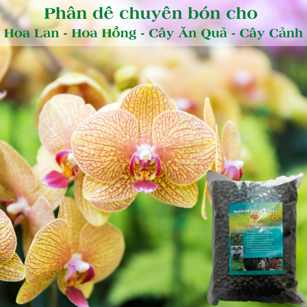 Phan De Nguyen Chat T H (1)