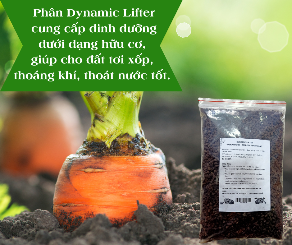 Phan Dynamic Lifter