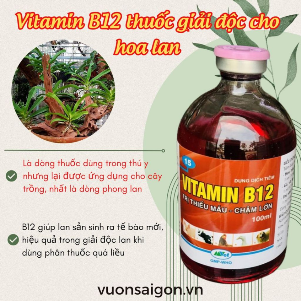 Vitamin B12 Giai Doc Cay Trong (1)