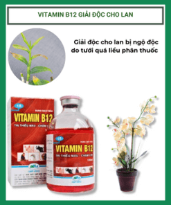 Vitamin B12 Giai Doc Cho Lan
