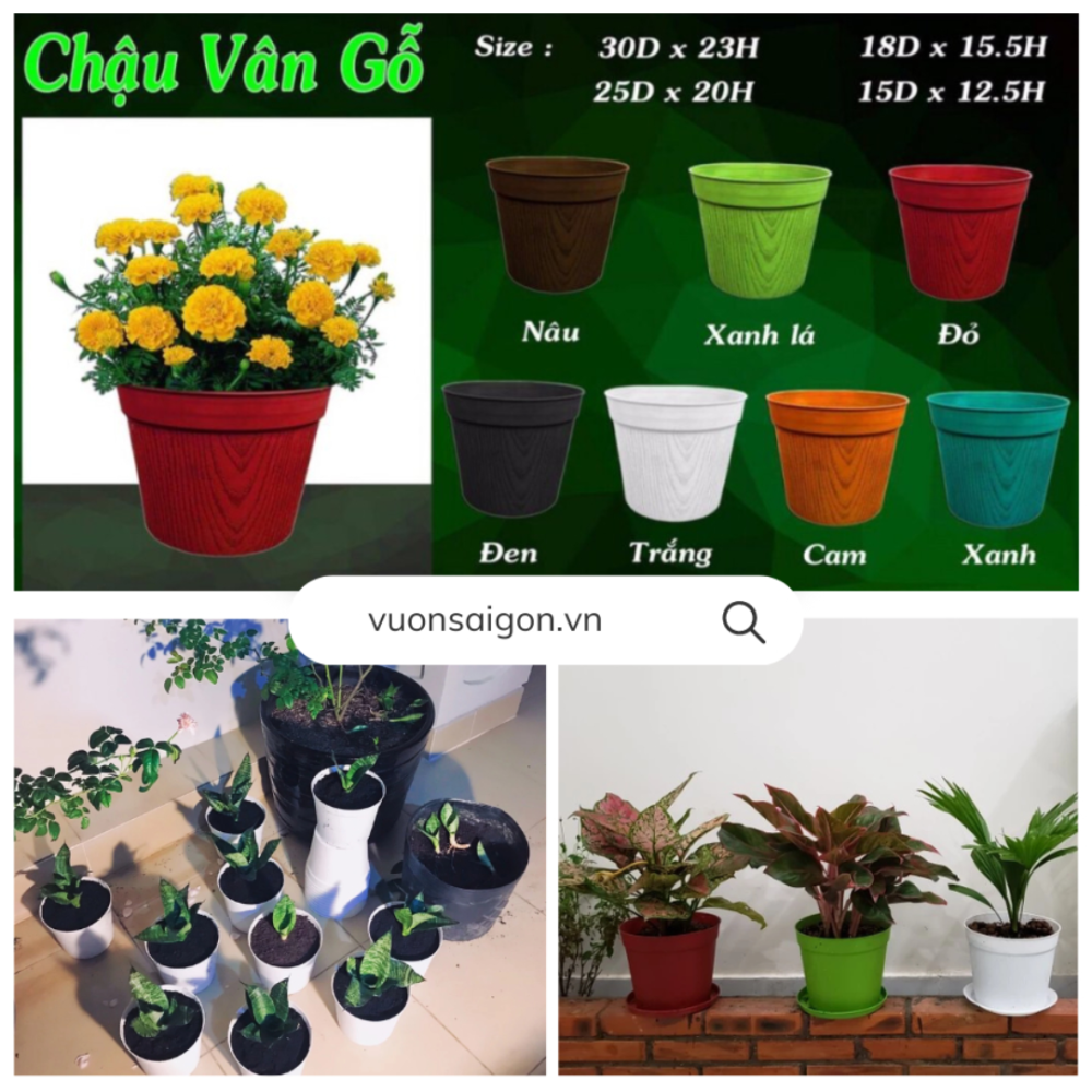Chau Nhua Van Go (1)