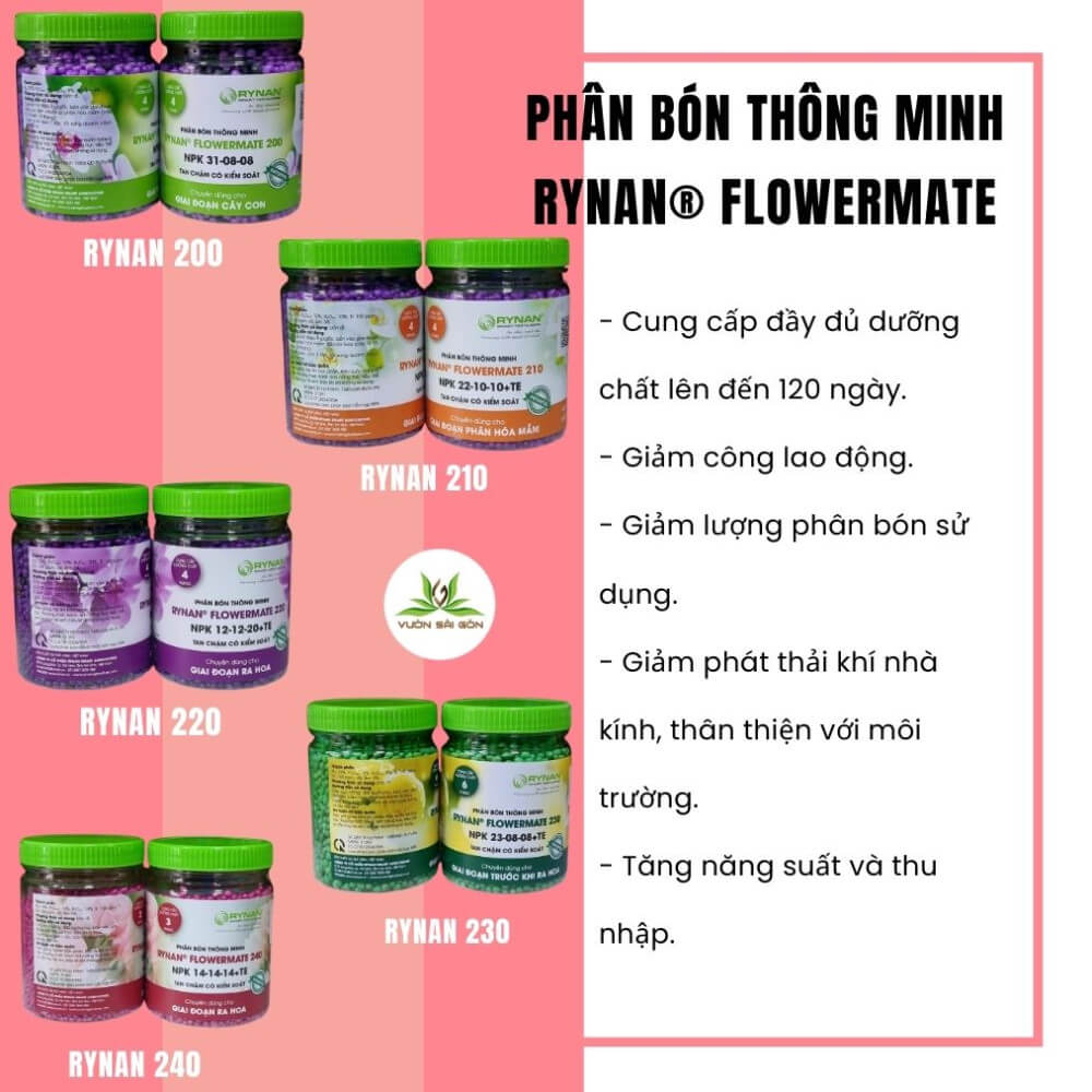 Phan Bon Thong Minh Rynan (2)