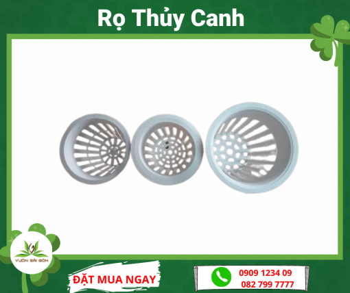 Ro Thuy Canh