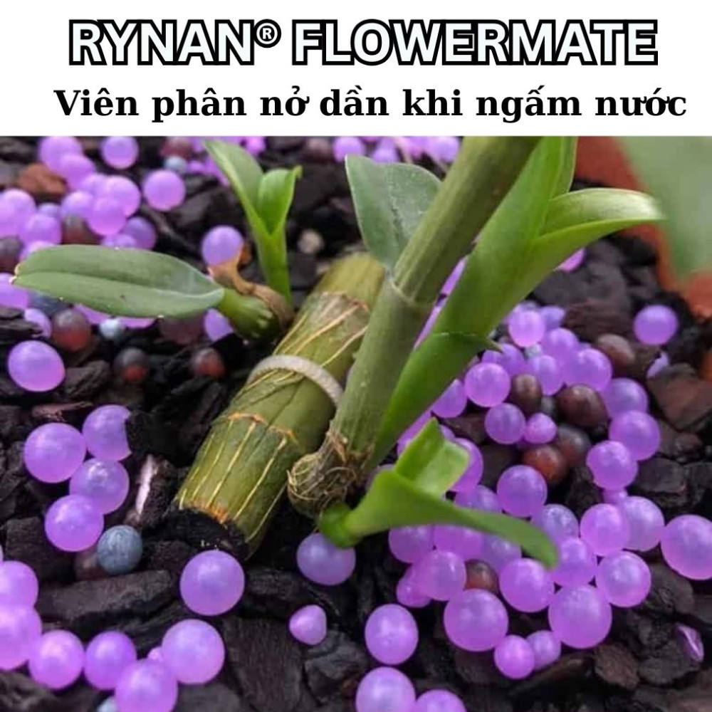 Rynan Rynan