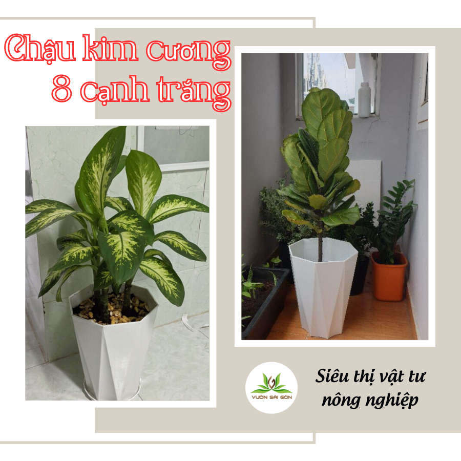 Chau 8 Canh Trang (2)