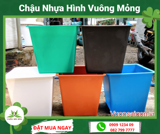 Chau Nhua Vuong Mong