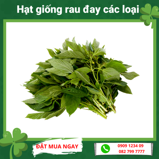 Hat Giong Rau Day Cac Loai