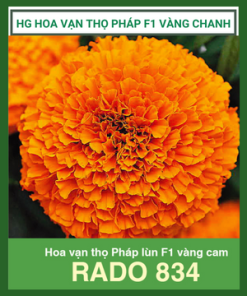 Hg Hoa Van Tho Phap Lun Vang Cam