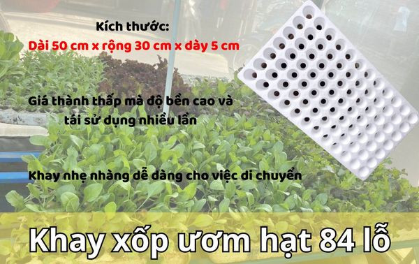 Khay Xop Uom Hat 84 Lo (2) Khay Xop Uom Hat 84 Lo (2)
