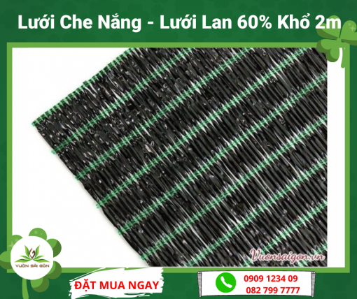 Luoi Che Nang Luoi Lan 60%