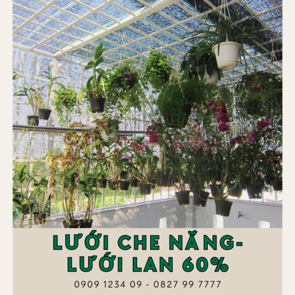 Luoi Lan Che Nang 60% (2)