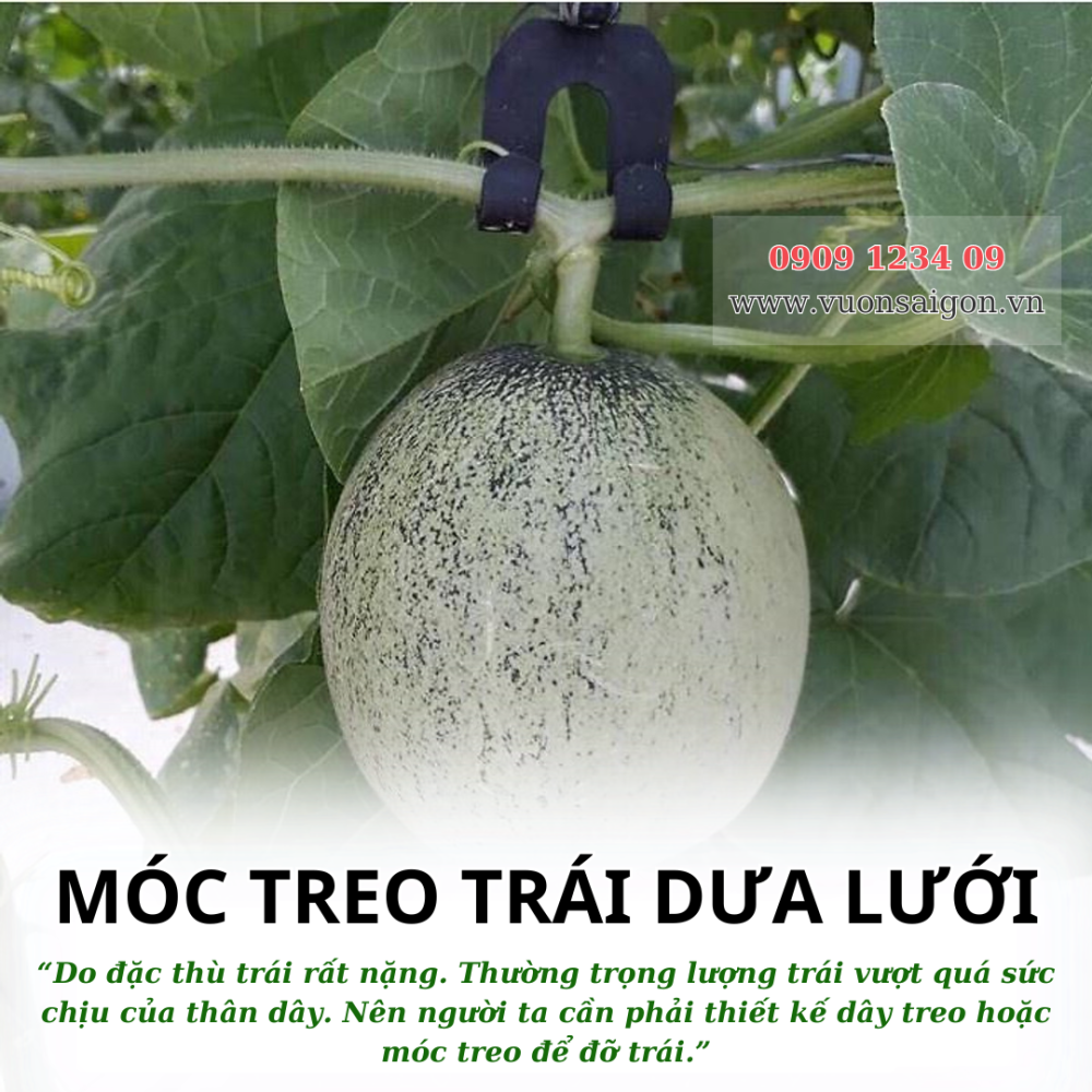 Moc Treo Trai Dua Luoi (1)