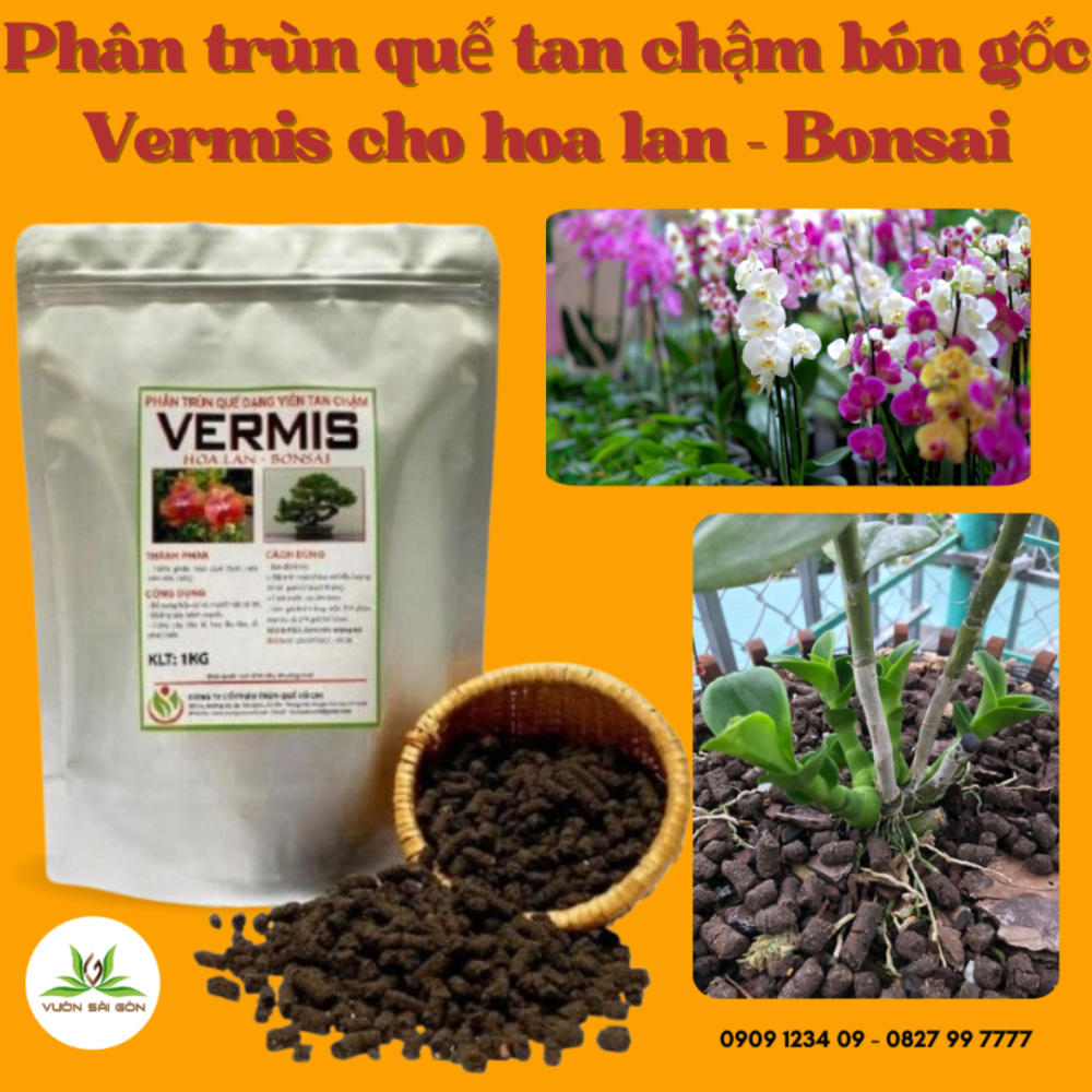 Phan Trun Que Tan Cham Vermis (2)