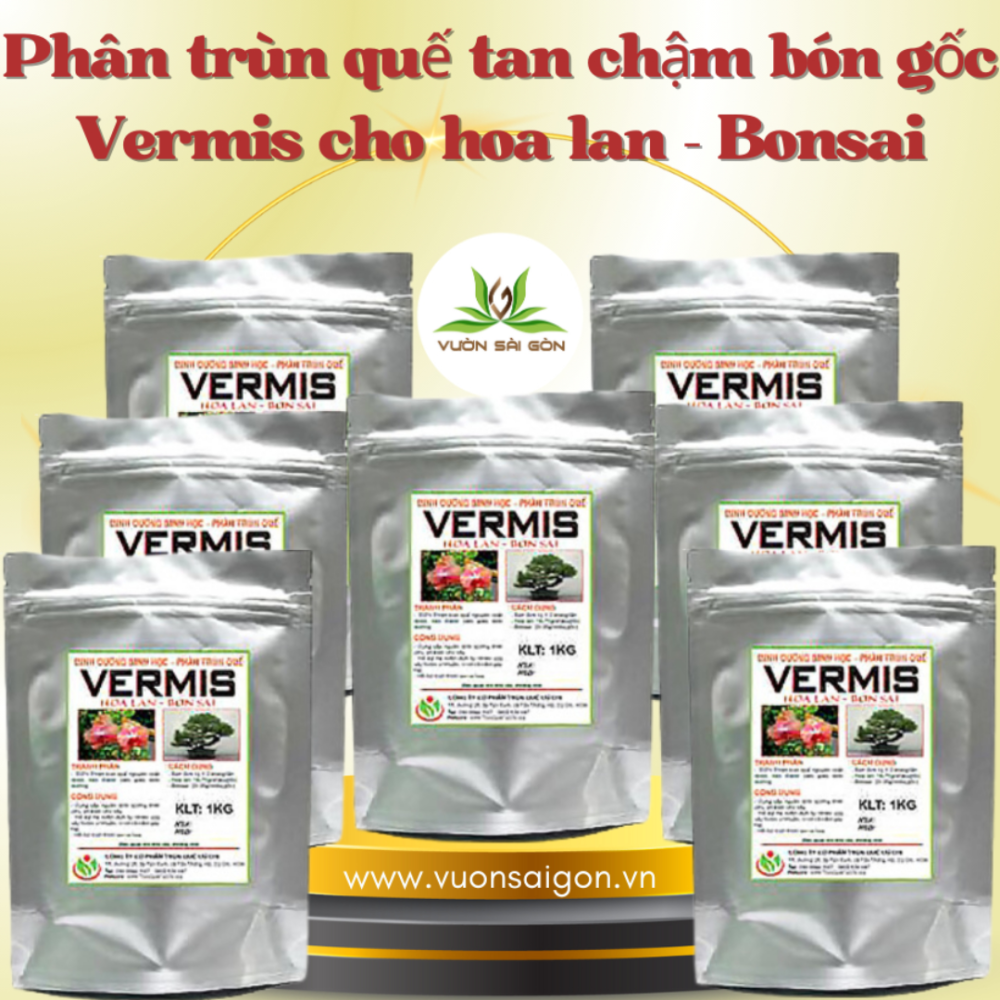 Phan Trun Que Tan Cham Vermis (3)