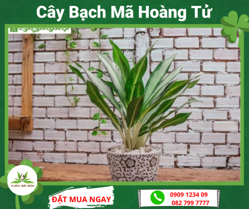 Cay Bach Ma Hoang Tu