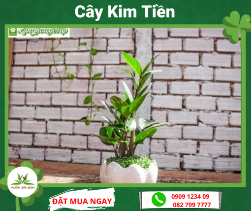 Cay Kim Tien