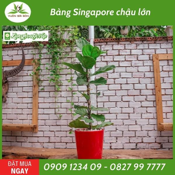 bang-singapore-chau-lon