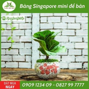 bang-singapore-mini-de-ban