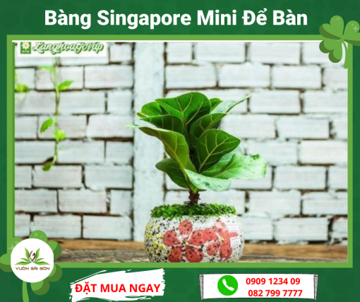 Bang Singapore Mini De Ban