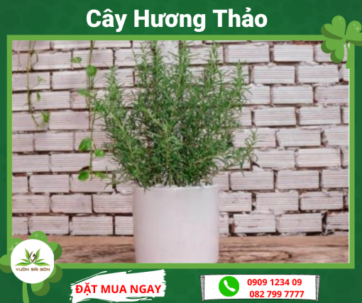 Cay Huong Thao