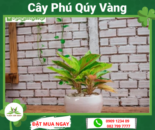 Cay Phu Quy Vang