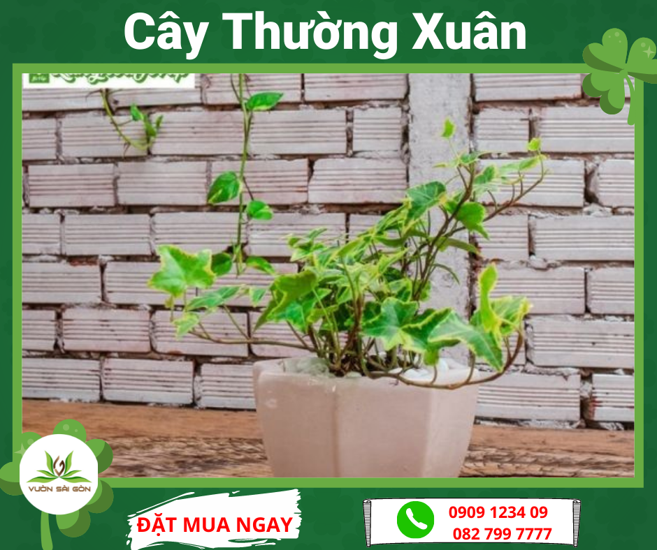 Cay Thuong Xuan