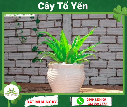 Cay To Yen