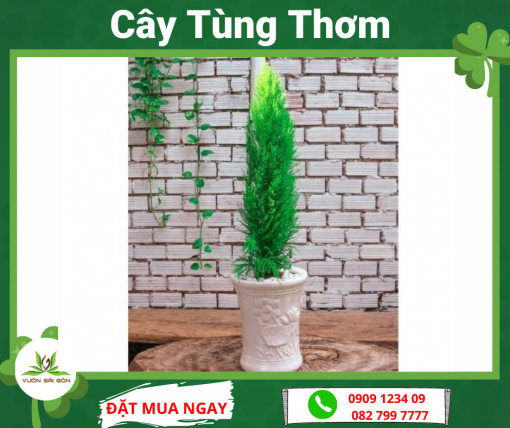 Cay Tung Thom