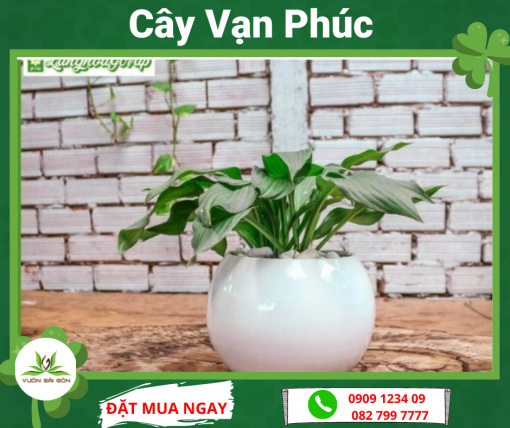 Cay Van Phuc
