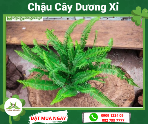 Chau Cay Duong Xi