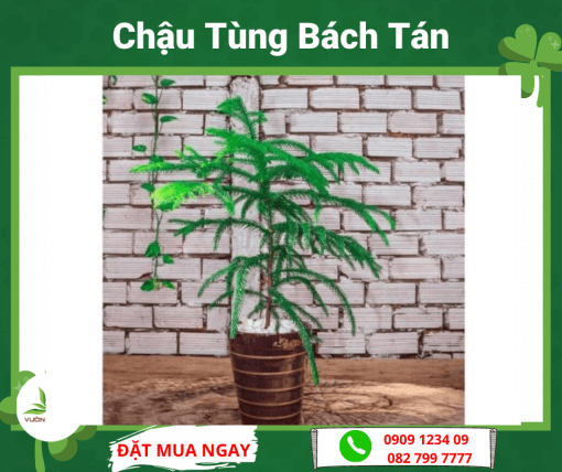 Chau Tung Bach Tan