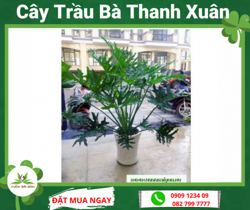 Cay Trau Ba Thanh Xuan