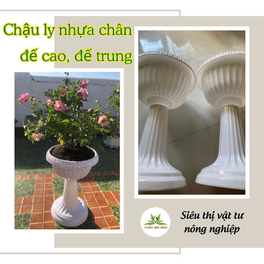 Chau Ly Nhua Chan De Cao (4)
