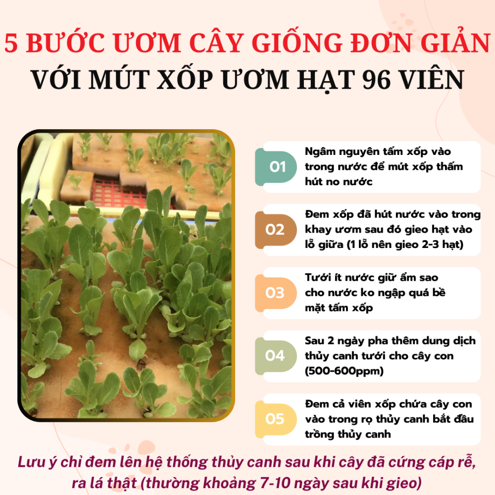 Mut Xop Uom Hat 96 Vien (1)