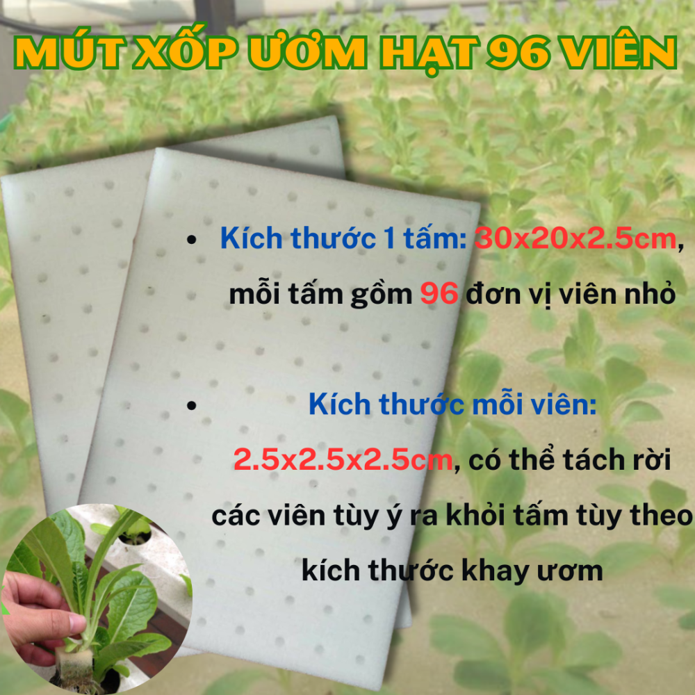 Mut Xop Uom Hat 96 Vien