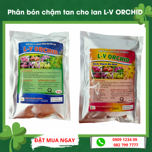 Phan Tan Cham Cho Lan Lv Orchid