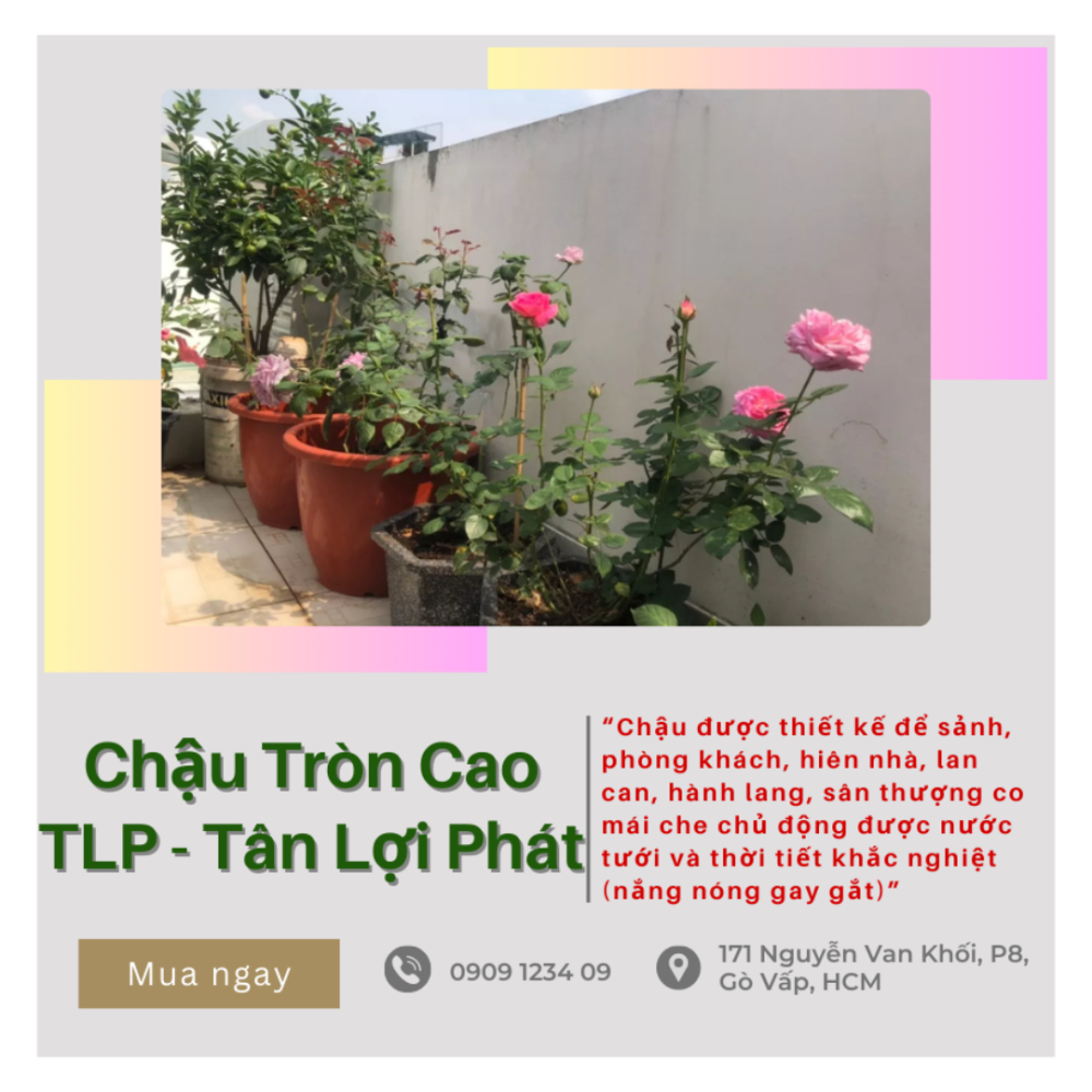 Chau Nhua Tron Cao Talopa (1)