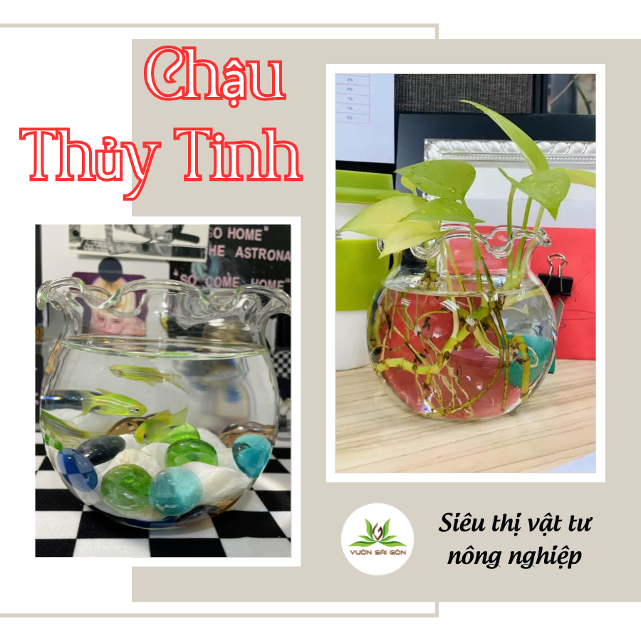 Chau Thuy Sinh (2)