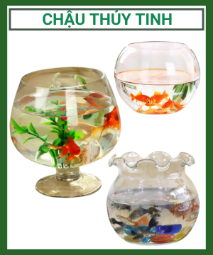 Chau Thuy Tinh