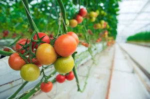 Cách trồng cà chua bằng hạt đơn giản hiệu quả tại nhà