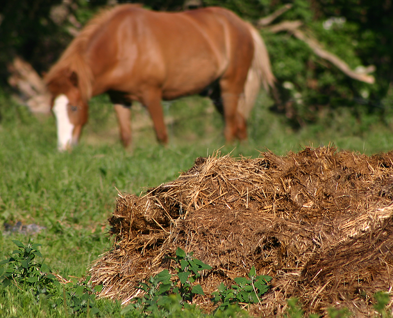 Phân ngựa được trộn với rơm rạ khô để làm phân bón hữu cơ.