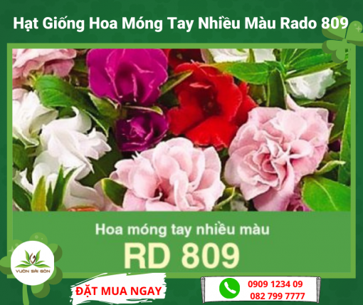 Hat Giong Hoa Mong Tay Nhieu Mau Rado 809