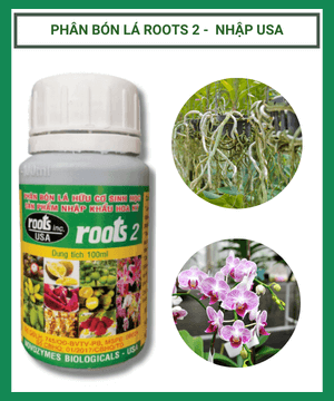 Phan Bon La Hoa Ki Roots 2