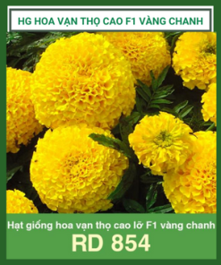 Hg Van Tho Cao Vang Chanh