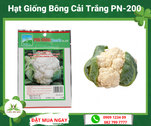 Hat Giong Bong Cai Trang Pn 200