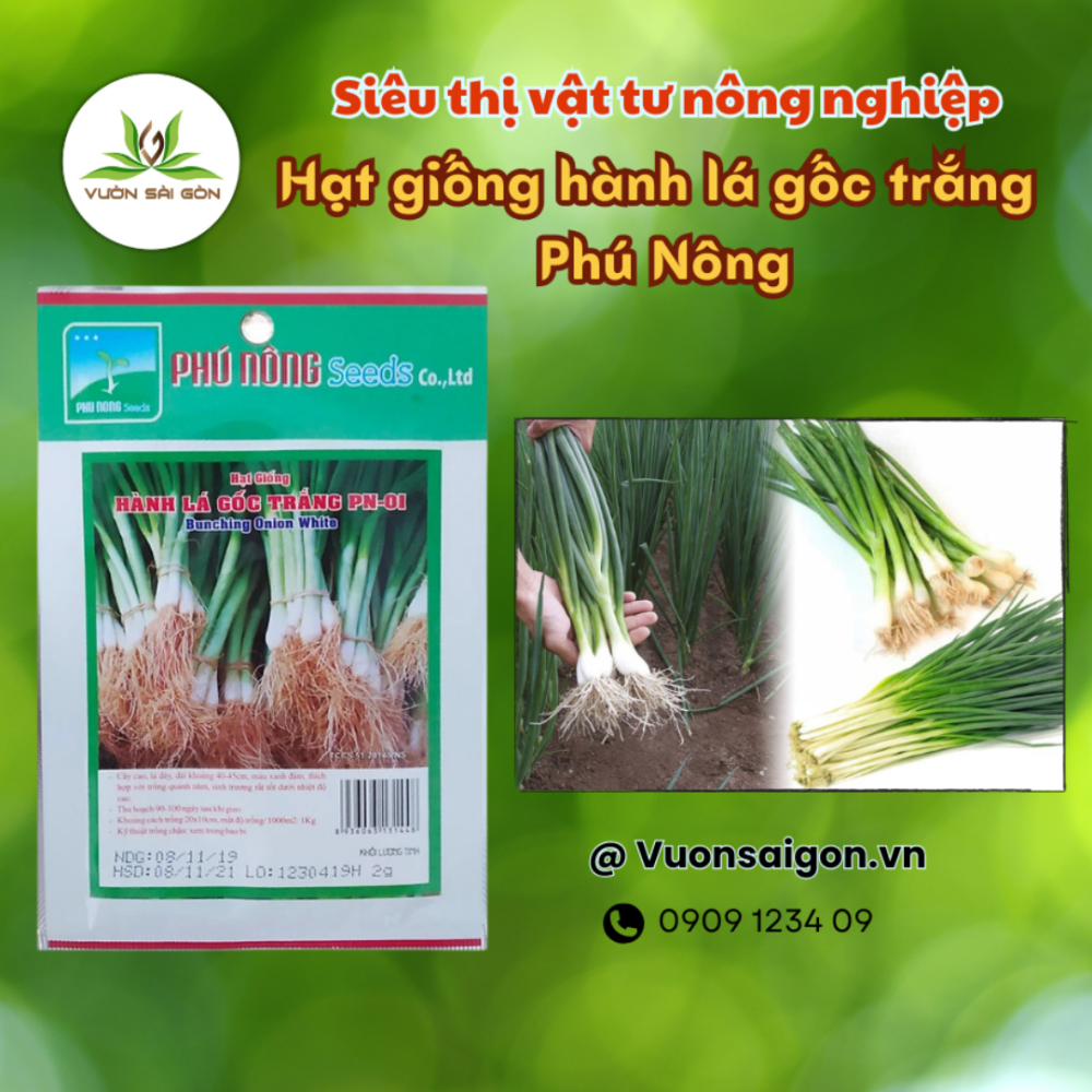 Hat Giong Hanh La Goc Trang (1)